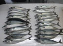 Pacific mackerel whole round Japan Origin