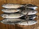 mackerel tuna, little tuna, kawakawa, or tongkol whole round Japan Origin.