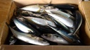 Pacific mackerel whole round Japan Origin